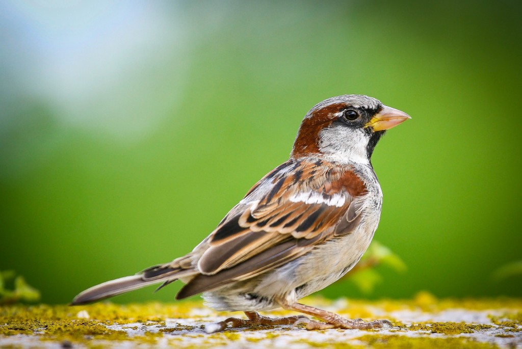 welches-futter-mögen-welche-vögel